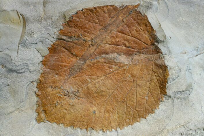 Fossil Leaf (Davidia) - Montana #165018